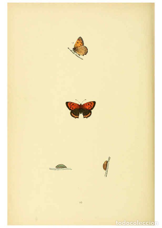 Coleccionismo de Revistas y Peri&oacute;dicos: Reproducci&oacute;n/Reproduction 6073616380: A history of British butterflies London :John C. Nimmo,1890 -