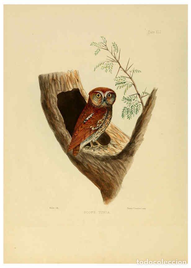 Coleccionismo de Revistas y Peri&oacute;dicos: Reproducci&oacute;n/Reproduction 6418332865: Illustrations of Indian ornithology Madras :Printed by P.R. Hu