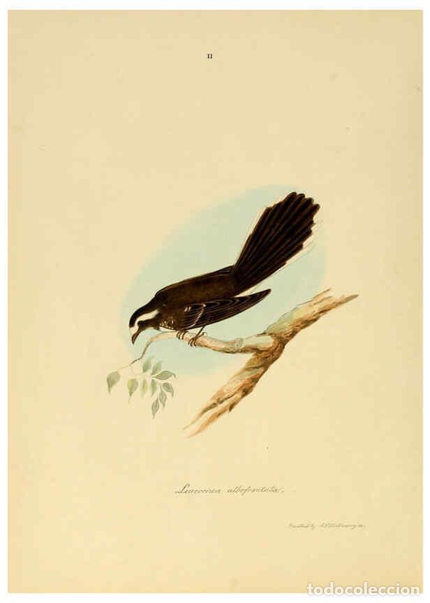 Coleccionismo de Revistas y Peri&oacute;dicos: Reproducci&oacute;n/Reproduction 6418318791: Illustrations of Indian ornithology Madras :Printed by P.R. Hu