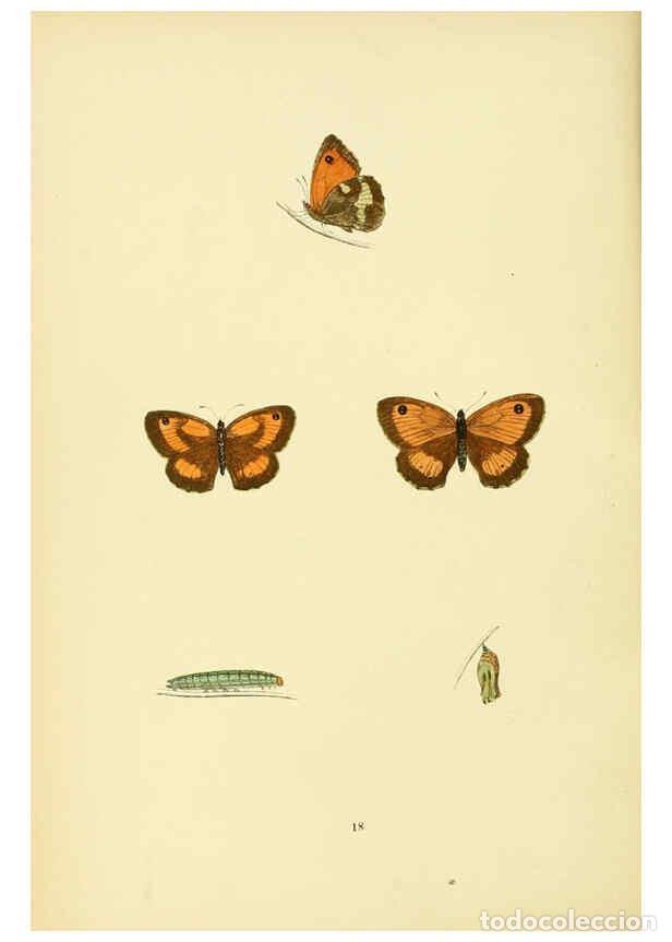 Coleccionismo de Revistas y Peri&oacute;dicos: Reproducci&oacute;n/Reproduction 6073064655: A history of British butterflies London :John C. Nimmo,1890 -