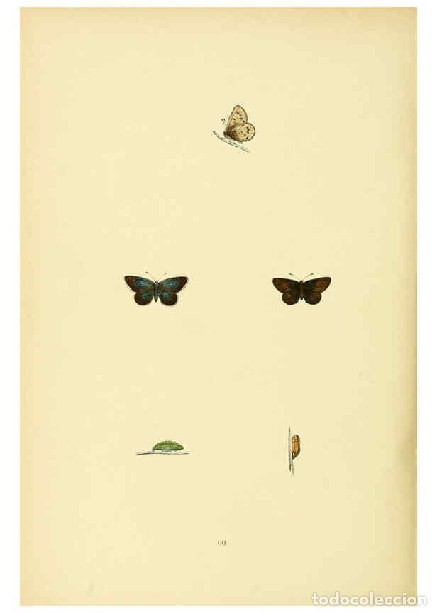 Coleccionismo de Revistas y Peri&oacute;dicos: Reproducci&oacute;n/Reproduction 6073617830: A history of British butterflies London :John C. Nimmo,1890 -