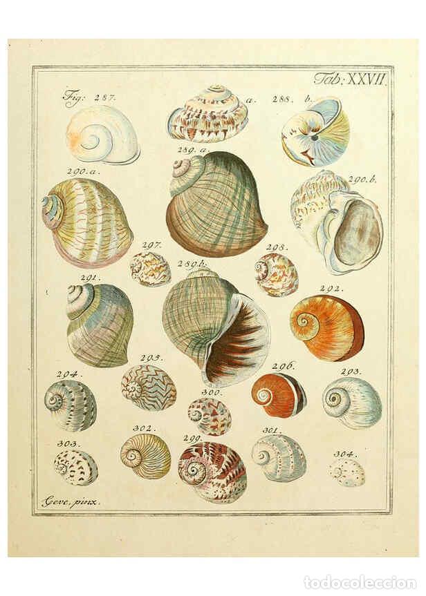 Coleccionismo de Revistas y Peri&oacute;dicos: Reproducci&oacute;n/Reproduction 6077150544: Nicolaus Georg Gevens Conchylien-Cabinet L&uuml;neburg :Bei Herold