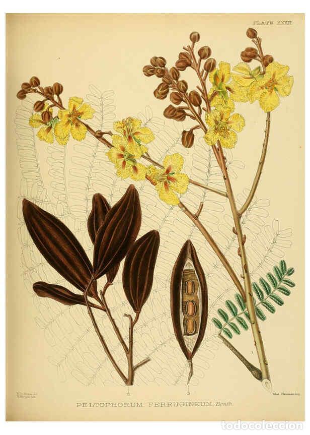 Coleccionismo de Revistas y Peri&oacute;dicos: Reproducci&oacute;n/Reproduction 6430643211: A hand-book to the flora of Ceylon. atlas. London :Dulau,1893-