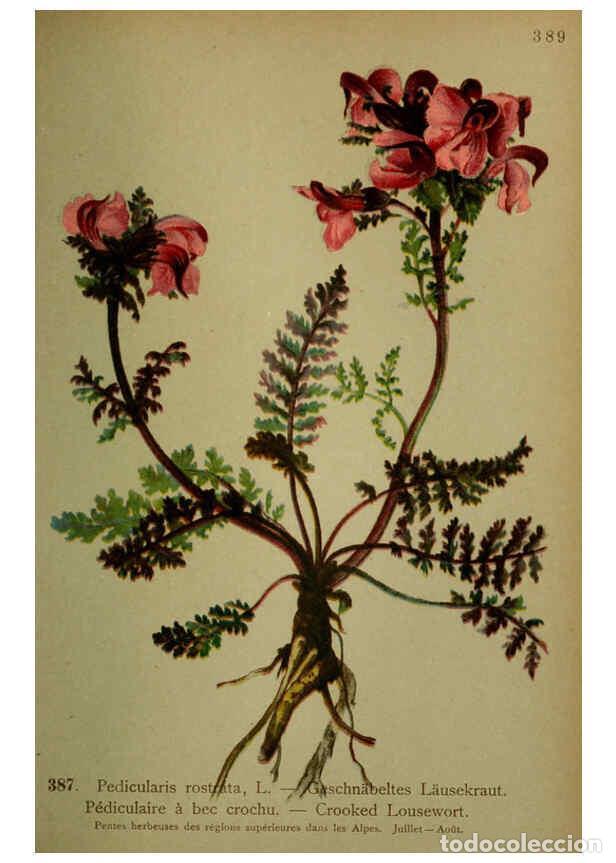 Coleccionismo de Revistas y Peri&oacute;dicos: Reproducci&oacute;n/Reproduction 6389294737: Atlas de la flora alpine 4. Gen&egrave;ve,Georg & Co.,1899 - Henry Co