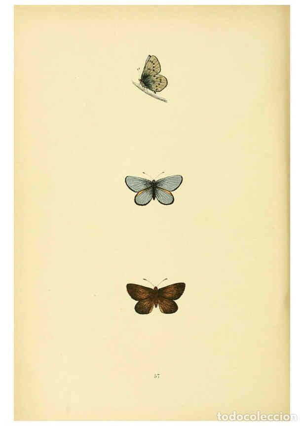 Coleccionismo de Revistas y Peri&oacute;dicos: Reproducci&oacute;n/Reproduction 6073076575: A history of British butterflies London :John C. Nimmo,1890 -
