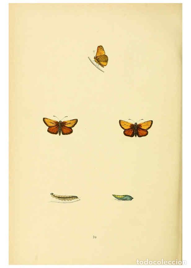 Coleccionismo de Revistas y Peri&oacute;dicos: Reproducci&oacute;n/Reproduction 6073620692: A history of British butterflies London :John C. Nimmo,1890 -
