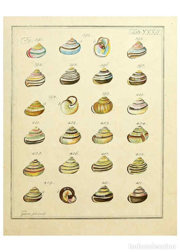 Coleccionismo de Revistas y Peri&oacute;dicos: Reproducci&oacute;n/Reproduction 6077151858: Nicolaus Georg Gevens Conchylien-Cabinet L&uuml;neburg :Bei Herold