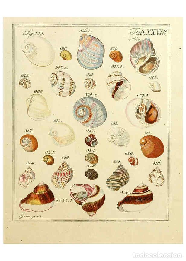 Coleccionismo de Revistas y Peri&oacute;dicos: Reproducci&oacute;n/Reproduction 6077150744: Nicolaus Georg Gevens Conchylien-Cabinet L&uuml;neburg :Bei Herold