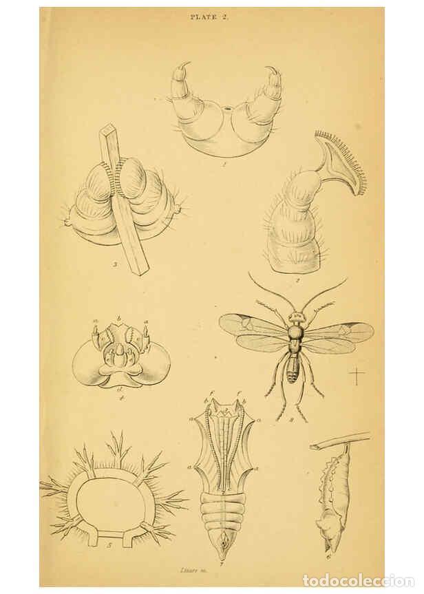 Coleccionismo de Revistas y Peri&oacute;dicos: Reproducci&oacute;n/Reproduction 6077212848: The natural history of British butterflies Dublin :S. Highley