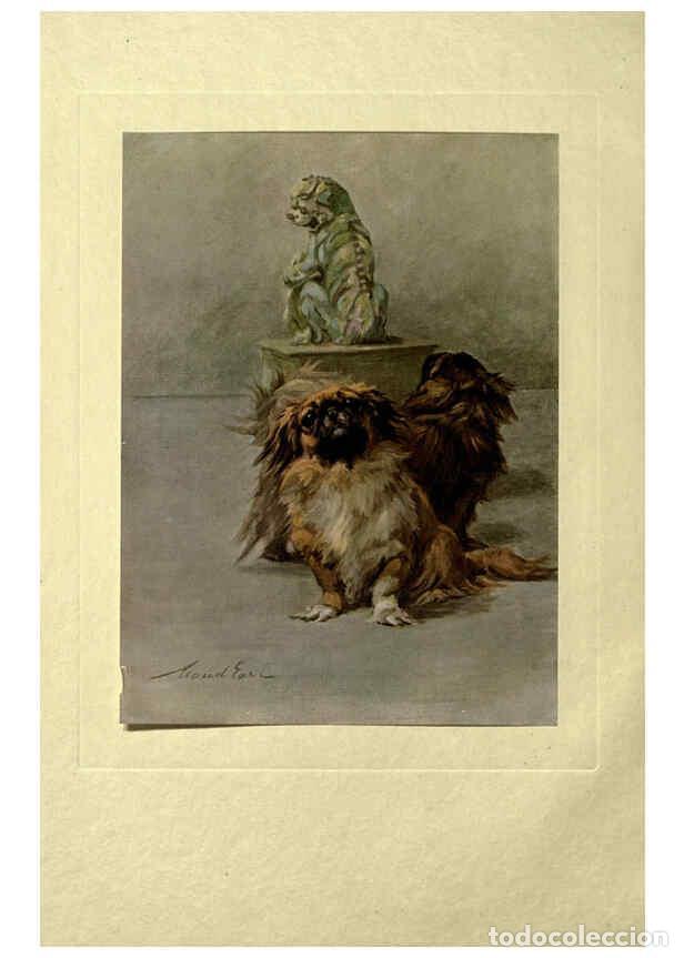 Coleccionismo de Revistas y Peri&oacute;dicos: Reproducci&oacute;n/Reproduction 6073909074: The power of the dog London :Hodder and Stoughton,[1910 or 191