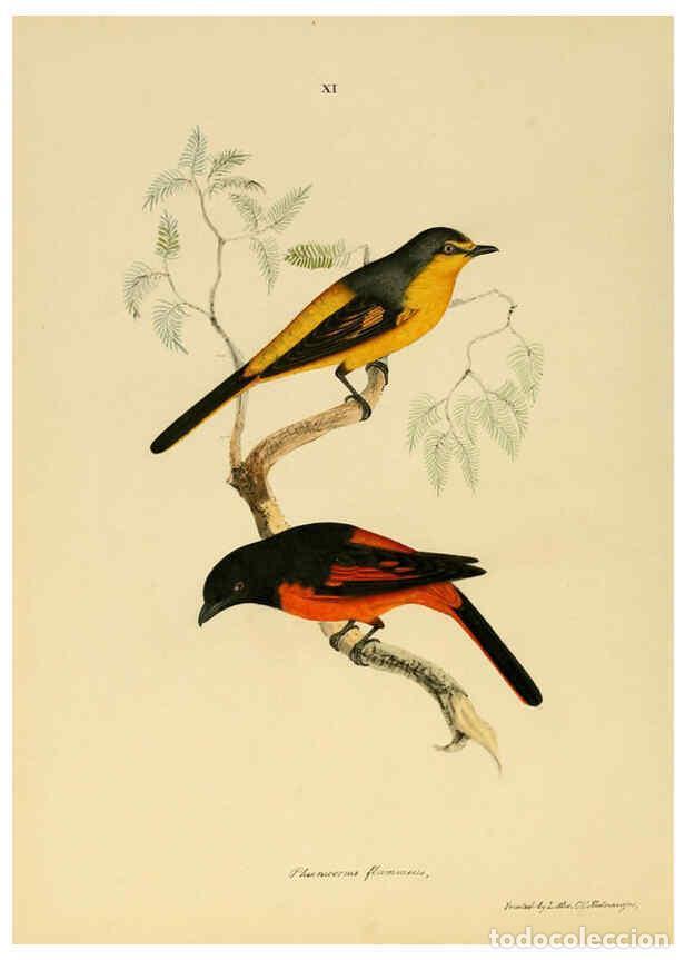 Coleccionismo de Revistas y Peri&oacute;dicos: Reproducci&oacute;n/Reproduction 6418322181: Illustrations of Indian ornithology Madras :Printed by P.R. Hu