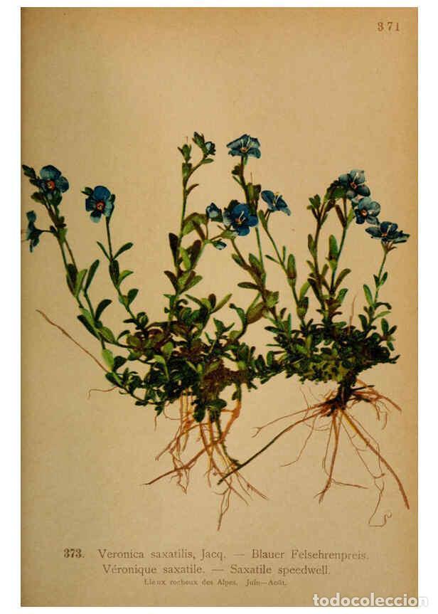 Coleccionismo de Revistas y Peri&oacute;dicos: Reproducci&oacute;n/Reproduction 6389286617: Atlas de la flora alpine 4. Gen&egrave;ve,Georg & Co.,1899 - Henry Co