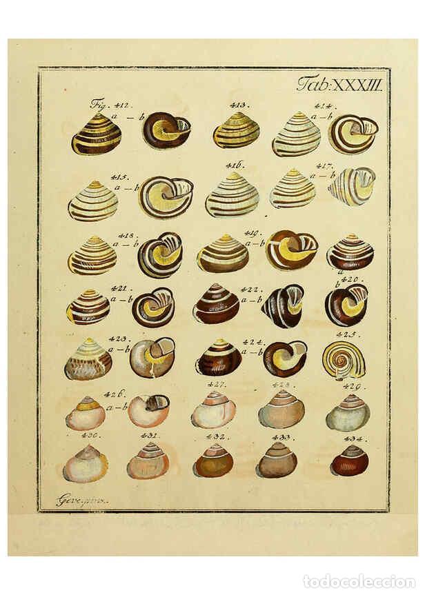 Coleccionismo de Revistas y Peri&oacute;dicos: Reproducci&oacute;n/Reproduction 6077152044: Nicolaus Georg Gevens Conchylien-Cabinet L&uuml;neburg :Bei Herold