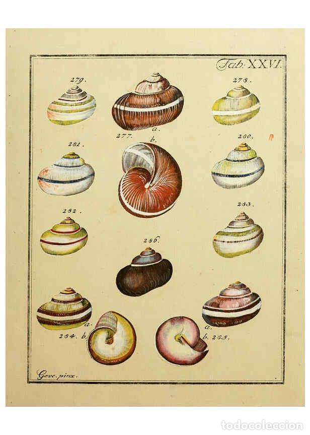Coleccionismo de Revistas y Peri&oacute;dicos: Reproducci&oacute;n/Reproduction 6076612635: Nicolaus Georg Gevens Conchylien-Cabinet L&uuml;neburg :Bei Herold