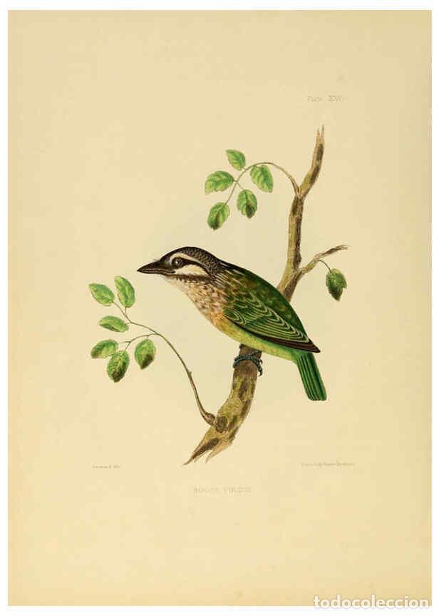 Coleccionismo de Revistas y Peri&oacute;dicos: Reproducci&oacute;n/Reproduction 6418327095: Illustrations of Indian ornithology Madras :Printed by P.R. Hu