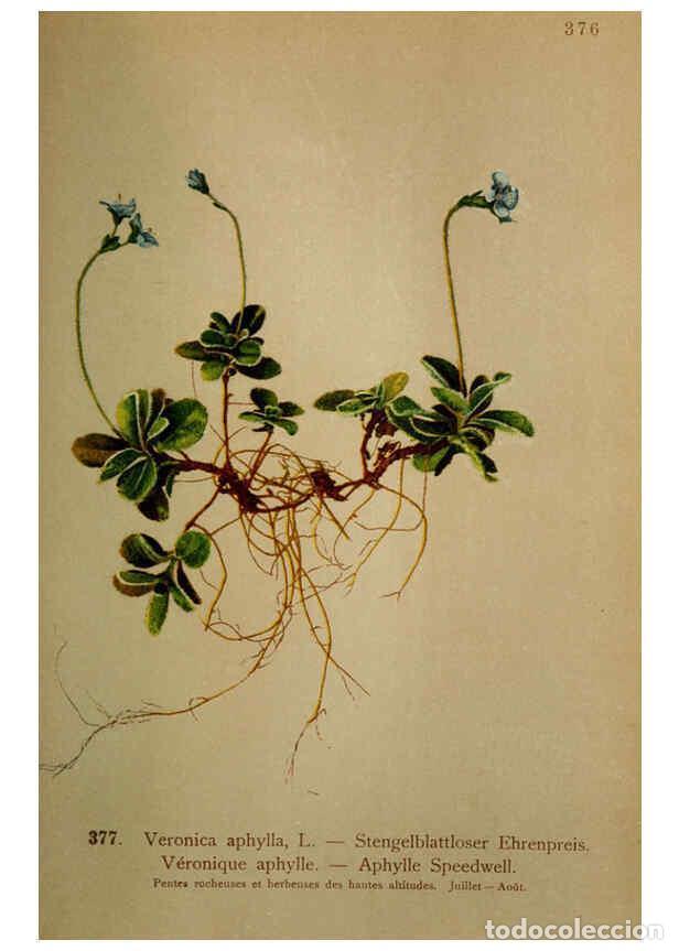 Coleccionismo de Revistas y Peri&oacute;dicos: Reproducci&oacute;n/Reproduction 6389288687: Atlas de la flora alpine 4. Gen&egrave;ve,Georg & Co.,1899 - Henry Co