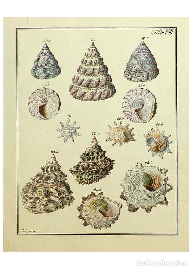 Coleccionismo de Revistas y Peri&oacute;dicos: Reproducci&oacute;n/Reproduction 6076607963: Nicolaus Georg Gevens Conchylien-Cabinet L&uuml;neburg :Bei Herold