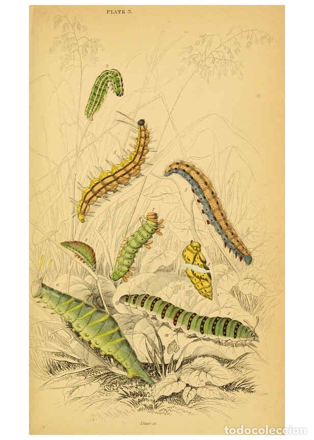 Coleccionismo de Revistas y Peri&oacute;dicos: Reproducci&oacute;n/Reproduction 6077213168: The natural history of British butterflies Dublin :S. Highley