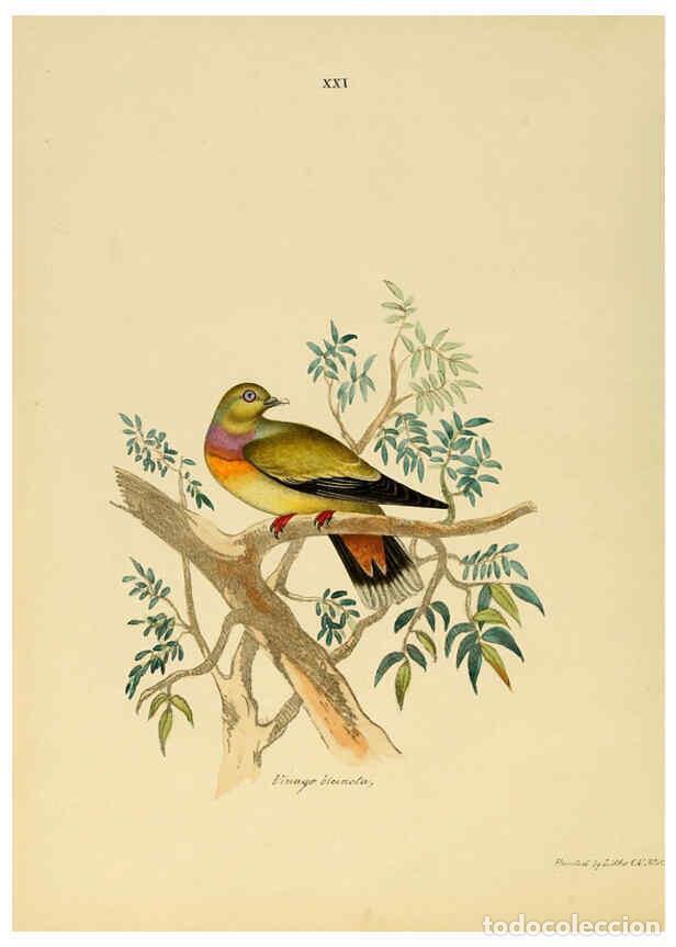 Coleccionismo de Revistas y Peri&oacute;dicos: Reproducci&oacute;n/Reproduction 6418325457: Illustrations of Indian ornithology Madras :Printed by P.R. Hu