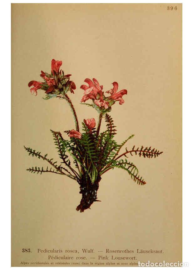 Coleccionismo de Revistas y Peri&oacute;dicos: Reproducci&oacute;n/Reproduction 6389292599: Atlas de la flora alpine 4. Gen&egrave;ve,Georg & Co.,1899 - Henry Co