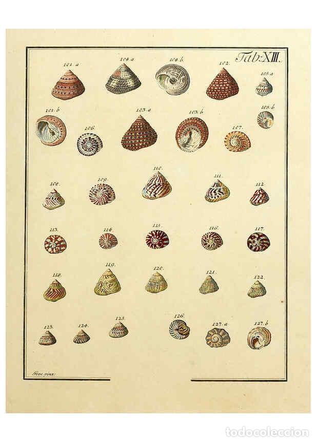 Coleccionismo de Revistas y Peri&oacute;dicos: Reproducci&oacute;n/Reproduction 6076609039: Nicolaus Georg Gevens Conchylien-Cabinet L&uuml;neburg :Bei Herold