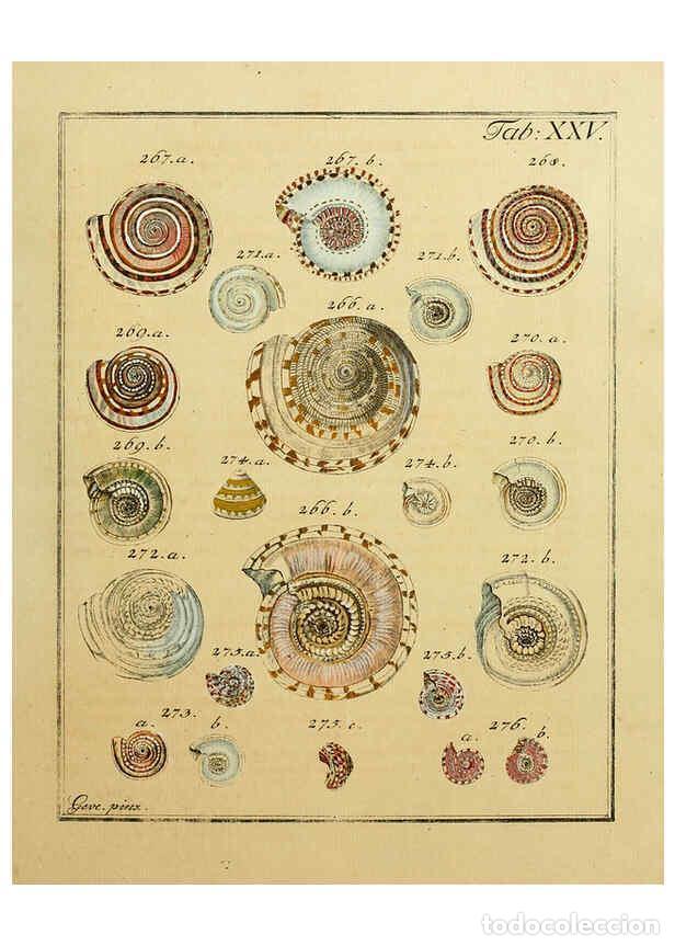 Coleccionismo de Revistas y Peri&oacute;dicos: Reproducci&oacute;n/Reproduction 6077150014: Nicolaus Georg Gevens Conchylien-Cabinet L&uuml;neburg :Bei Herold