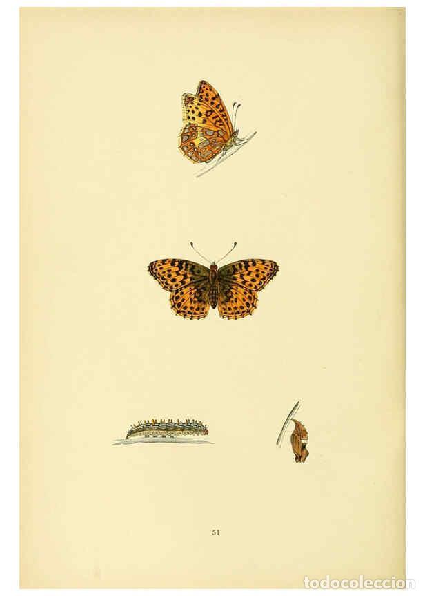 Coleccionismo de Revistas y Peri&oacute;dicos: Reproducci&oacute;n/Reproduction 6073074855: A history of British butterflies London :John C. Nimmo,1890 -