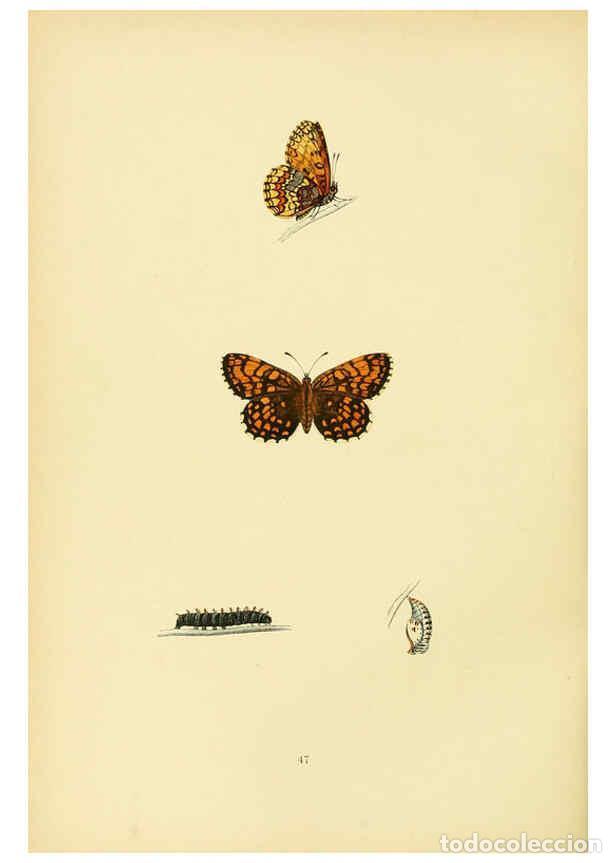 Coleccionismo de Revistas y Peri&oacute;dicos: Reproducci&oacute;n/Reproduction 6073613982: A history of British butterflies London :John C. Nimmo,1890 -