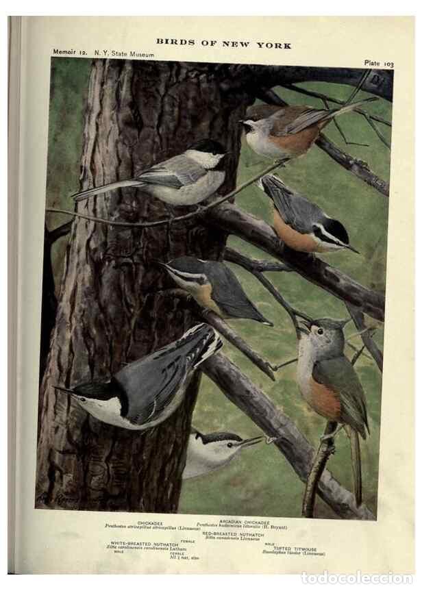 Coleccionismo de Revistas y Peri&oacute;dicos: Reproducci&oacute;n/Reproduction 6901498002: Birds of New York /. Albany :University of the State of New Yo