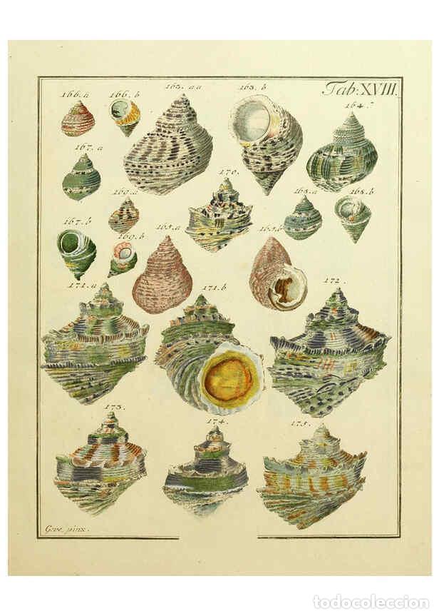 Coleccionismo de Revistas y Peri&oacute;dicos: Reproducci&oacute;n/Reproduction 6076610189: Nicolaus Georg Gevens Conchylien-Cabinet L&uuml;neburg :Bei Herold