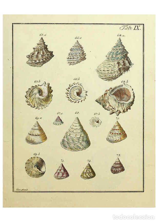 Coleccionismo de Revistas y Peri&oacute;dicos: Reproducci&oacute;n/Reproduction 6076608213: Nicolaus Georg Gevens Conchylien-Cabinet L&uuml;neburg :Bei Herold