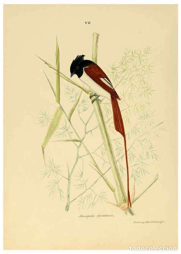 Coleccionismo de Revistas y Peri&oacute;dicos: Reproducci&oacute;n/Reproduction 6418320759: Illustrations of Indian ornithology Madras :Printed by P.R. Hu