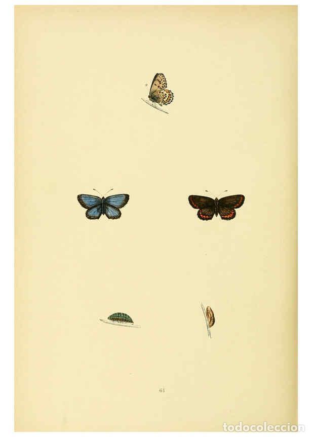 Coleccionismo de Revistas y Peri&oacute;dicos: Reproducci&oacute;n/Reproduction 6073618076: A history of British butterflies London :John C. Nimmo,1890 -