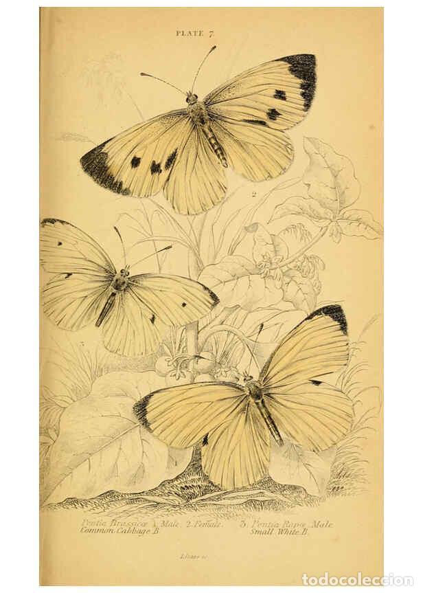 Coleccionismo de Revistas y Peri&oacute;dicos: Reproducci&oacute;n/Reproduction 6077214418: The natural history of British butterflies Dublin :S. Highley