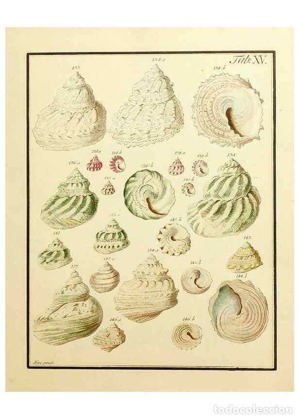 Coleccionismo de Revistas y Peri&oacute;dicos: Reproducci&oacute;n/Reproduction 6076609515: Nicolaus Georg Gevens Conchylien-Cabinet L&uuml;neburg :Bei Herold