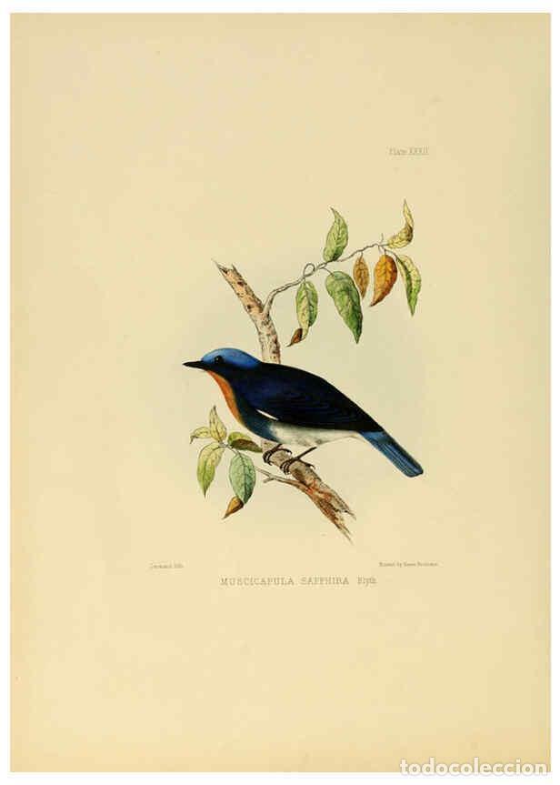 Coleccionismo de Revistas y Peri&oacute;dicos: Reproducci&oacute;n/Reproduction 6418329815: Illustrations of Indian ornithology Madras :Printed by P.R. Hu