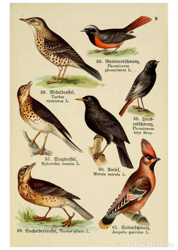 Coleccionismo de Revistas y Peri&oacute;dicos: Reproducci&oacute;n/Reproduction 6076322891: Schreibers kleiner Atlas der einheimischen V&ouml;gel. v.1. Essling