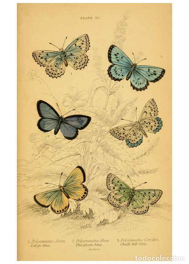 Coleccionismo de Revistas y Peri&oacute;dicos: Reproducci&oacute;n/Reproduction 6077222330: The natural history of British butterflies Dublin :S. Highley