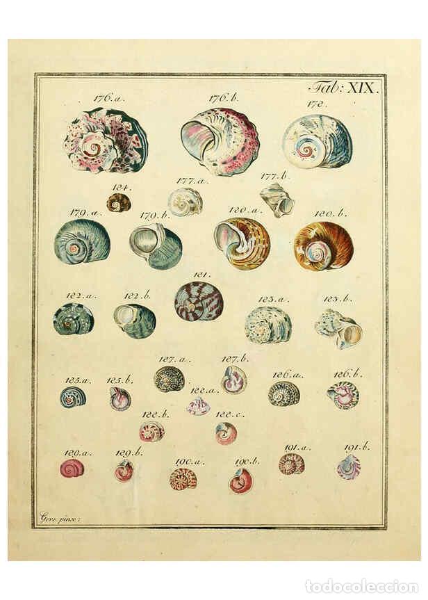Coleccionismo de Revistas y Peri&oacute;dicos: Reproducci&oacute;n/Reproduction 6076610491: Nicolaus Georg Gevens Conchylien-Cabinet L&uuml;neburg :Bei Herold