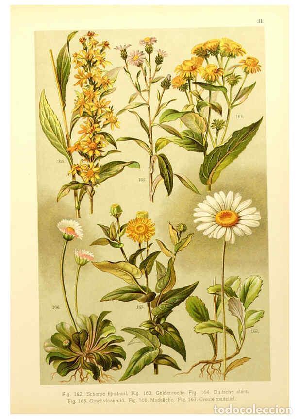 Coleccionismo de Revistas y Peri&oacute;dicos: Reproducci&oacute;n/Reproduction 6436787747: Onze flora Zutphen,W.J. Thieme,1900 - Anthonie Cornelis Oudema