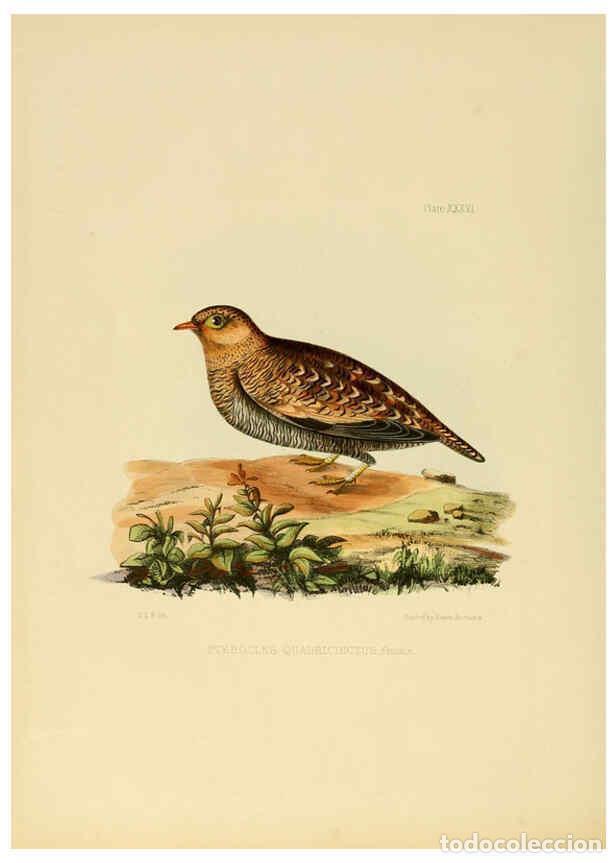 Coleccionismo de Revistas y Peri&oacute;dicos: Reproducci&oacute;n/Reproduction 6418331301: Illustrations of Indian ornithology Madras :Printed by P.R. Hu
