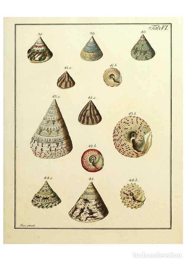 Coleccionismo de Revistas y Peri&oacute;dicos: Reproducci&oacute;n/Reproduction 6076607473: Nicolaus Georg Gevens Conchylien-Cabinet L&uuml;neburg :Bei Herold