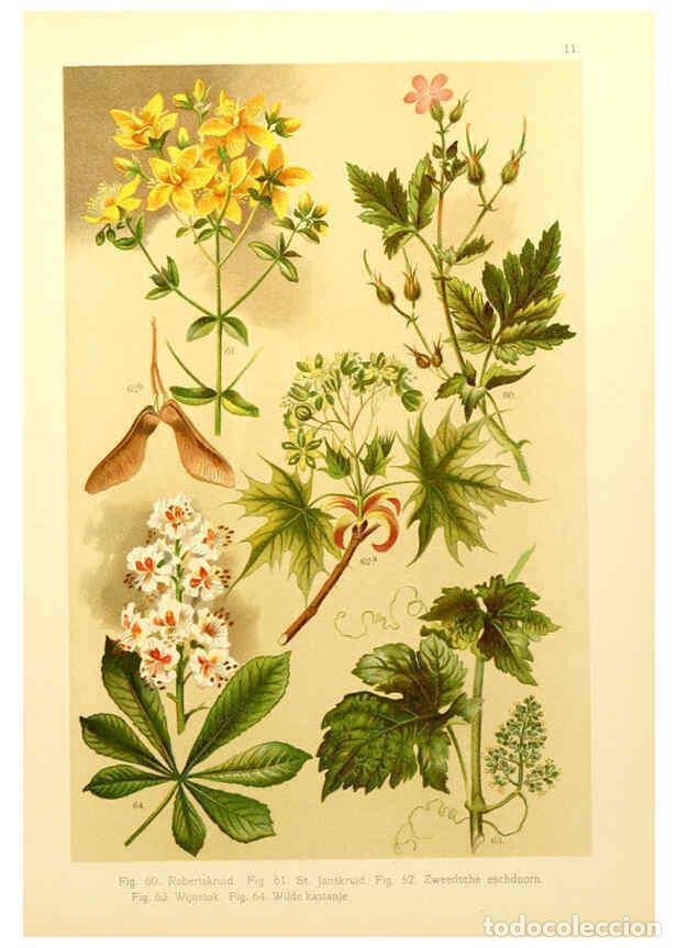 Coleccionismo de Revistas y Peri&oacute;dicos: Reproducci&oacute;n/Reproduction 6436777909: Onze flora Zutphen,W.J. Thieme,1900 - Anthonie Cornelis Oudema