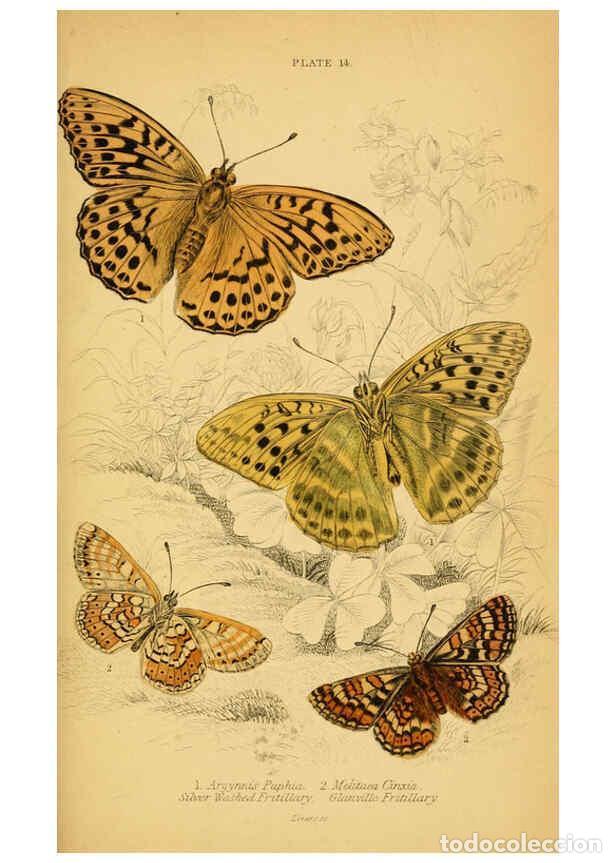 Coleccionismo de Revistas y Peri&oacute;dicos: Reproducci&oacute;n/Reproduction 6077216306: The natural history of British butterflies Dublin :S. Highley
