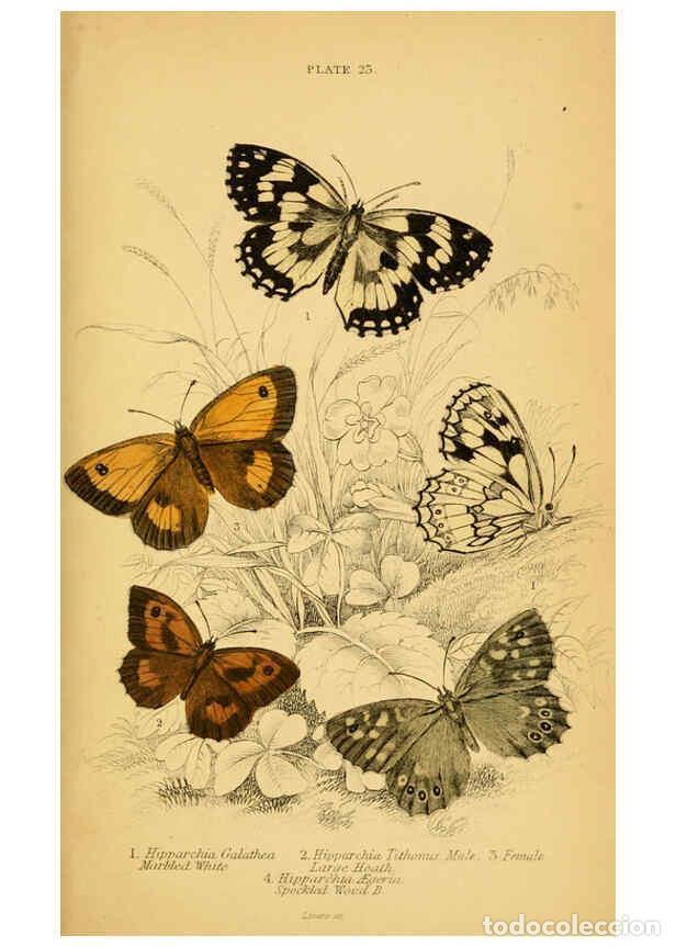 Coleccionismo de Revistas y Peri&oacute;dicos: Reproducci&oacute;n/Reproduction 6077218994: The natural history of British butterflies Dublin :S. Highley