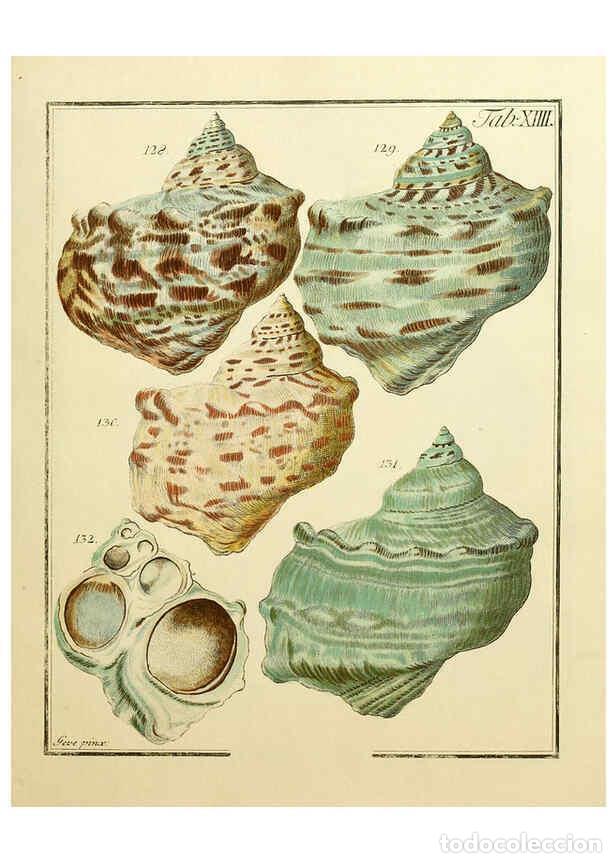 Coleccionismo de Revistas y Peri&oacute;dicos: Reproducci&oacute;n/Reproduction 6077147102: Nicolaus Georg Gevens Conchylien-Cabinet L&uuml;neburg :Bei Herold