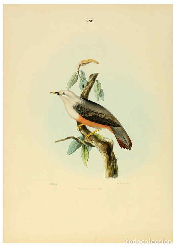 Coleccionismo de Revistas y Peri&oacute;dicos: Reproducci&oacute;n/Reproduction 6418325761: Illustrations of Indian ornithology Madras :Printed by P.R. Hu