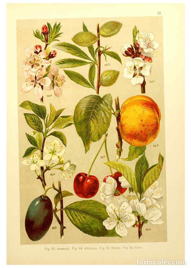 Coleccionismo de Revistas y Peri&oacute;dicos: Reproducci&oacute;n/Reproduction 6436781135: Onze flora Zutphen,W.J. Thieme,1900 - Anthonie Cornelis Oudema