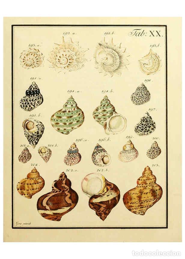 Coleccionismo de Revistas y Peri&oacute;dicos: Reproducci&oacute;n/Reproduction 6076610699: Nicolaus Georg Gevens Conchylien-Cabinet L&uuml;neburg :Bei Herold