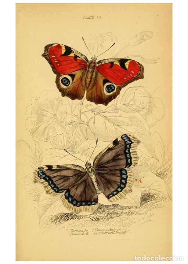 Coleccionismo de Revistas y Peri&oacute;dicos: Reproducci&oacute;n/Reproduction 6076678883: The natural history of British butterflies Dublin :S. Highley